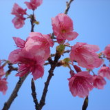 庭の桜が満開です