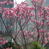 庭の桜が満開です