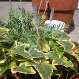 寄せ植えに挑戦