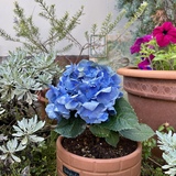 5月のご案内